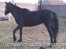 马场外景婚纱照_农副产品_世界工厂网